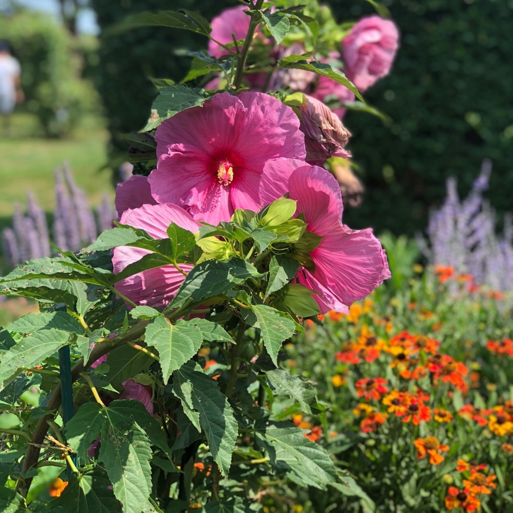 Meet your Posher, Tiffany